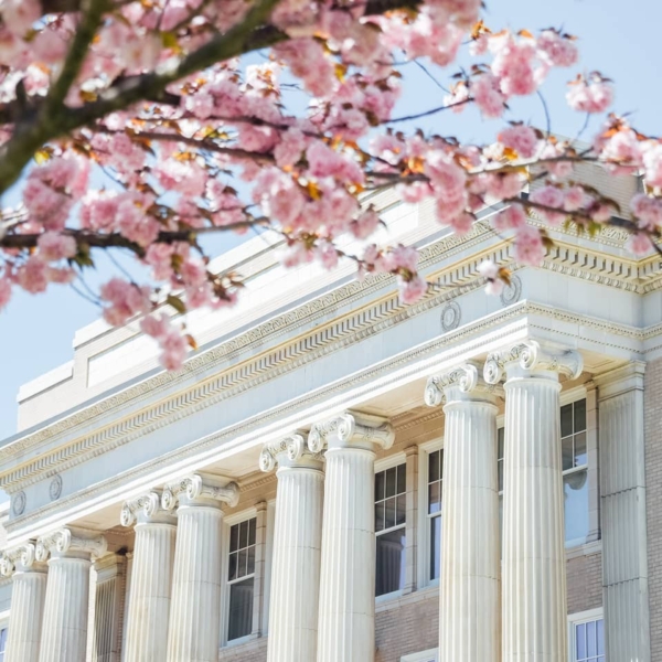 The classical columns and architecture of a marble building are framed by tree branches covered in pink blossoms