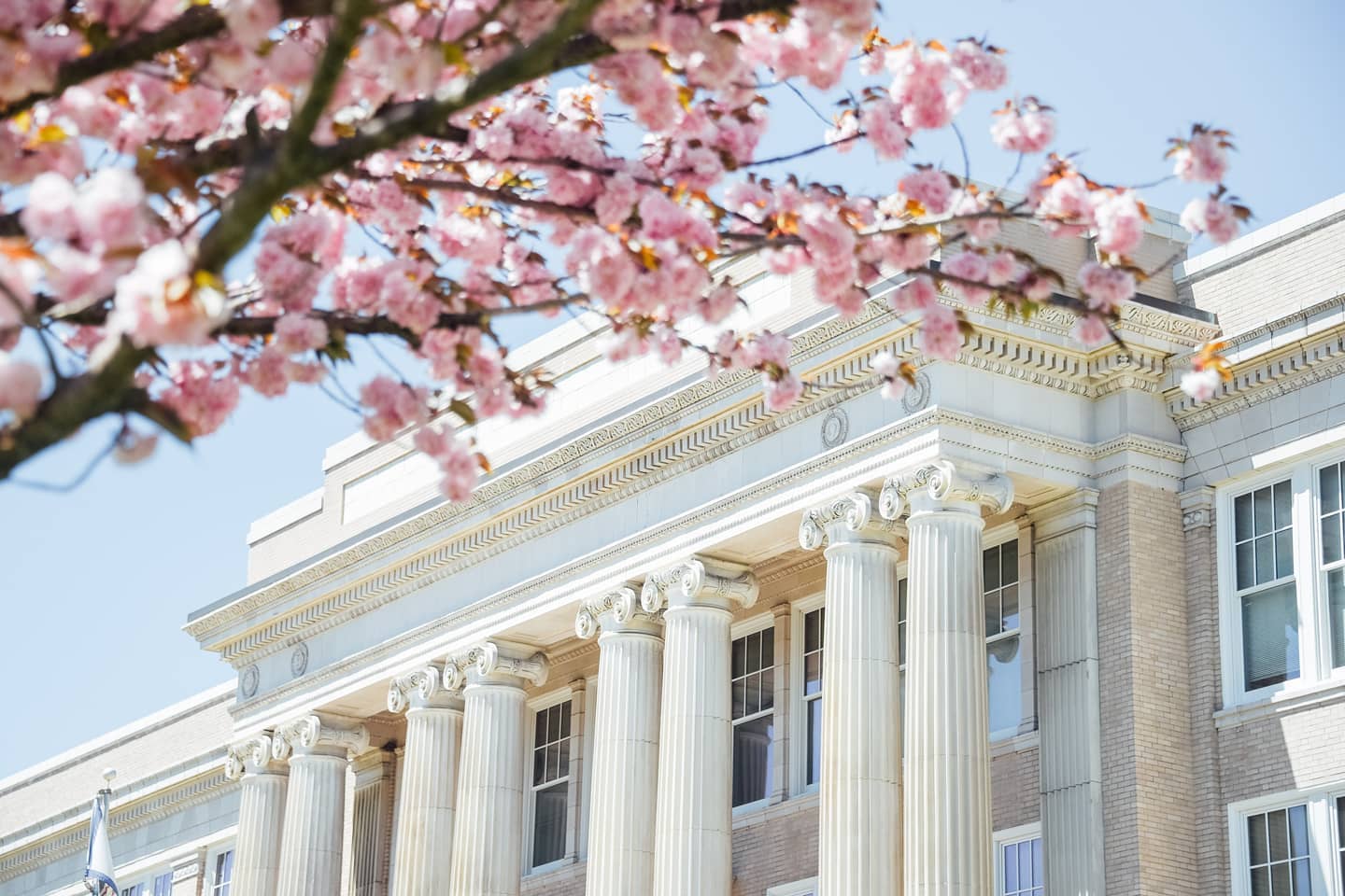 The classical columns and architecture of a marble building are framed by tree branches covered in pink blossoms