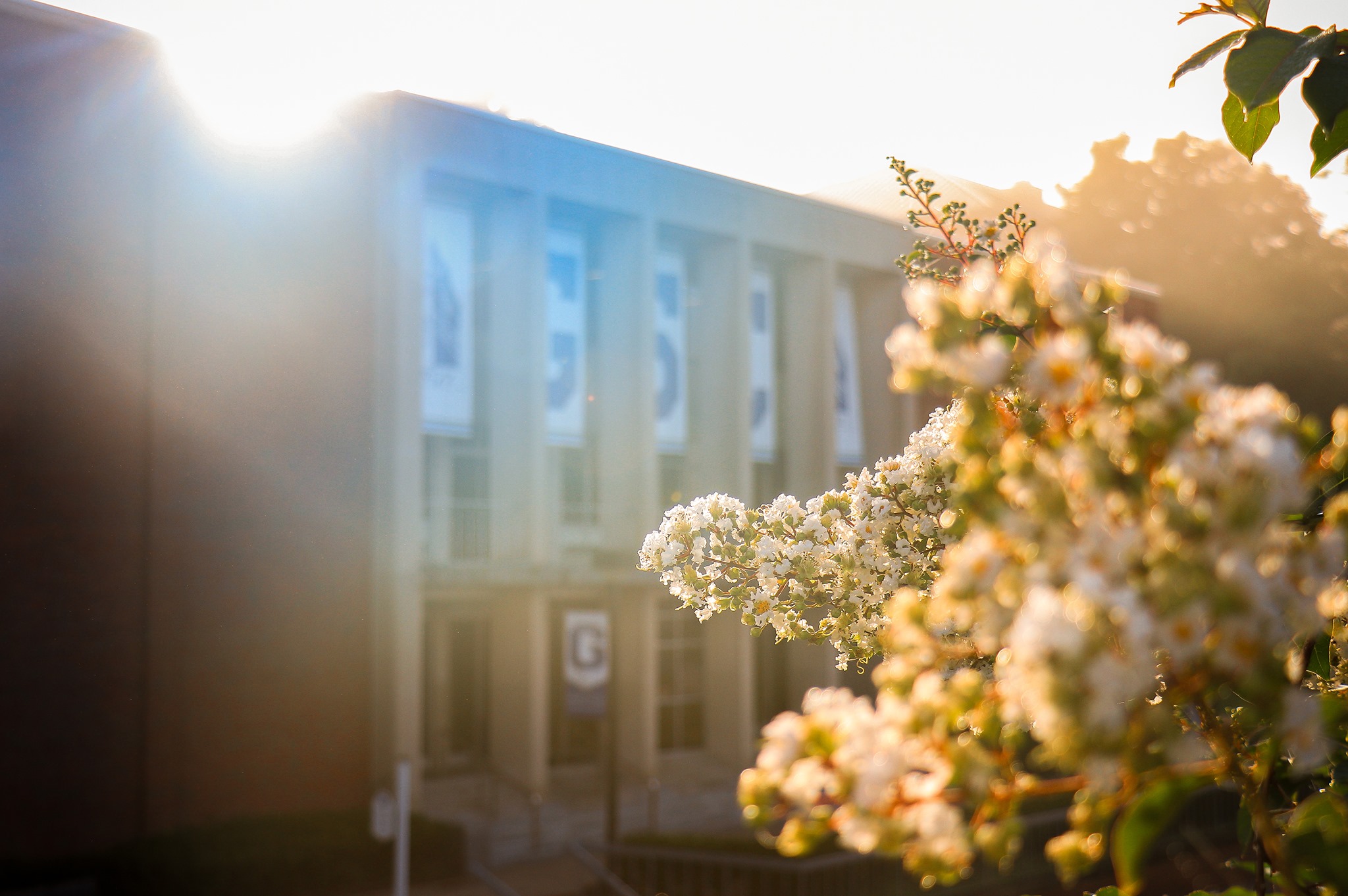 Soft green and white blossoms frame the Robert F. Kidd Library, which stands in the early morning light.
