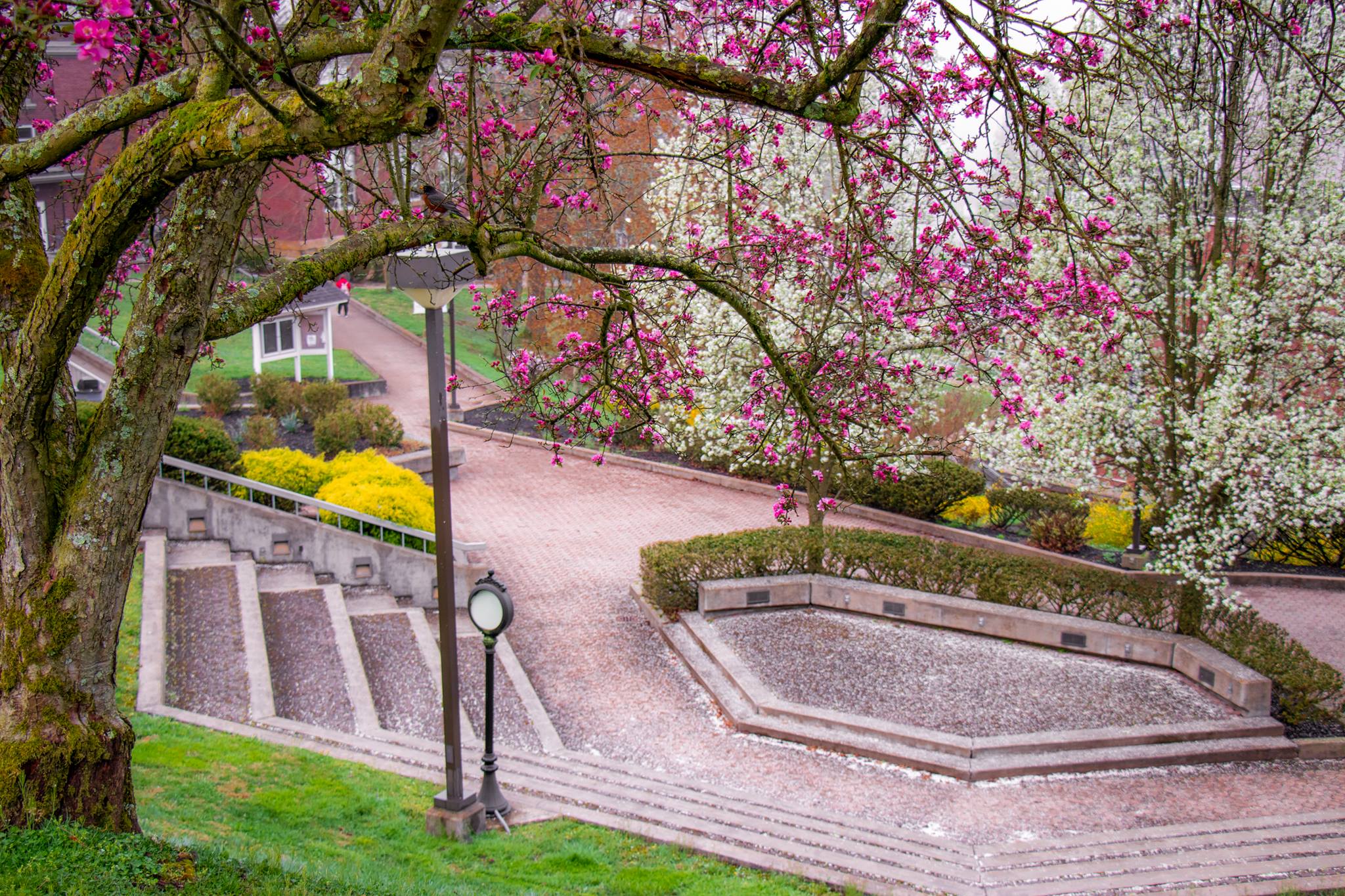 A courtyard and amphitheater are framed by bright pink and snow white blossoms hanging from trees covered in moss. Blossom petals cover much of the courtyard and bushes surrounding the area are vivid yellow.