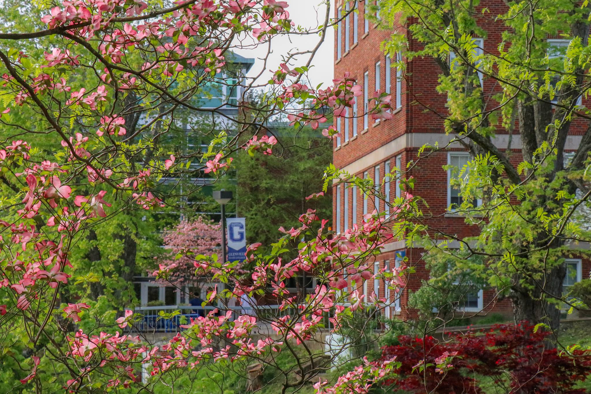 A bright blue "Glenville State College" banner peaks through the trees which are covered with pink blossoms and bright green new leaves.