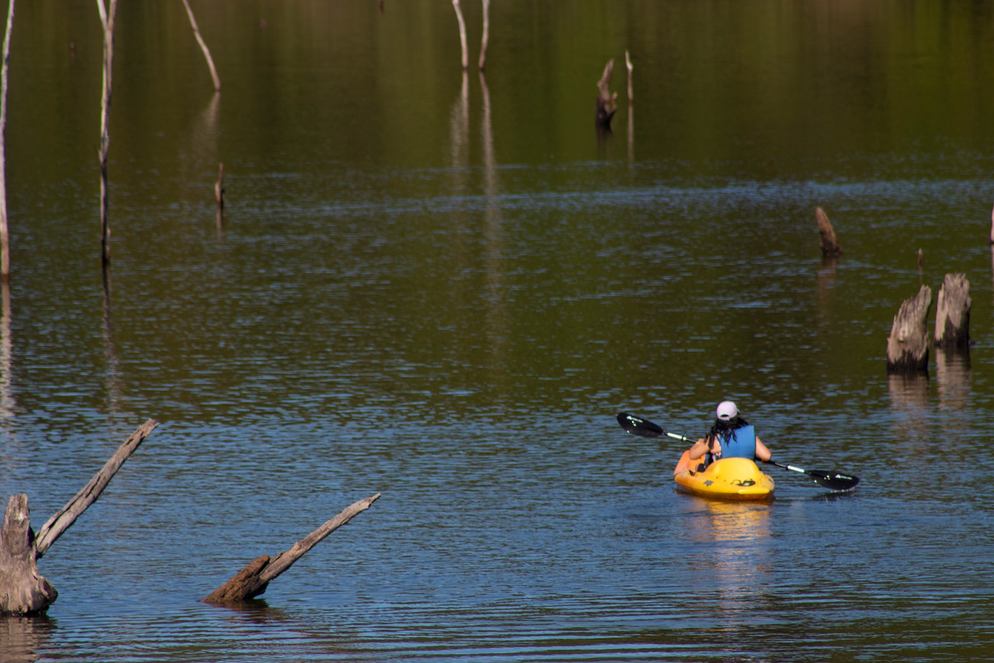 A student paddles through a placid lake, with the remnants of flooded trees poking through the water. GSC's student activities group often leads such excursions.