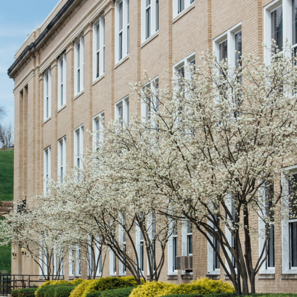 Trees covered in white blossoms line the side of a humongous, classical-looking building