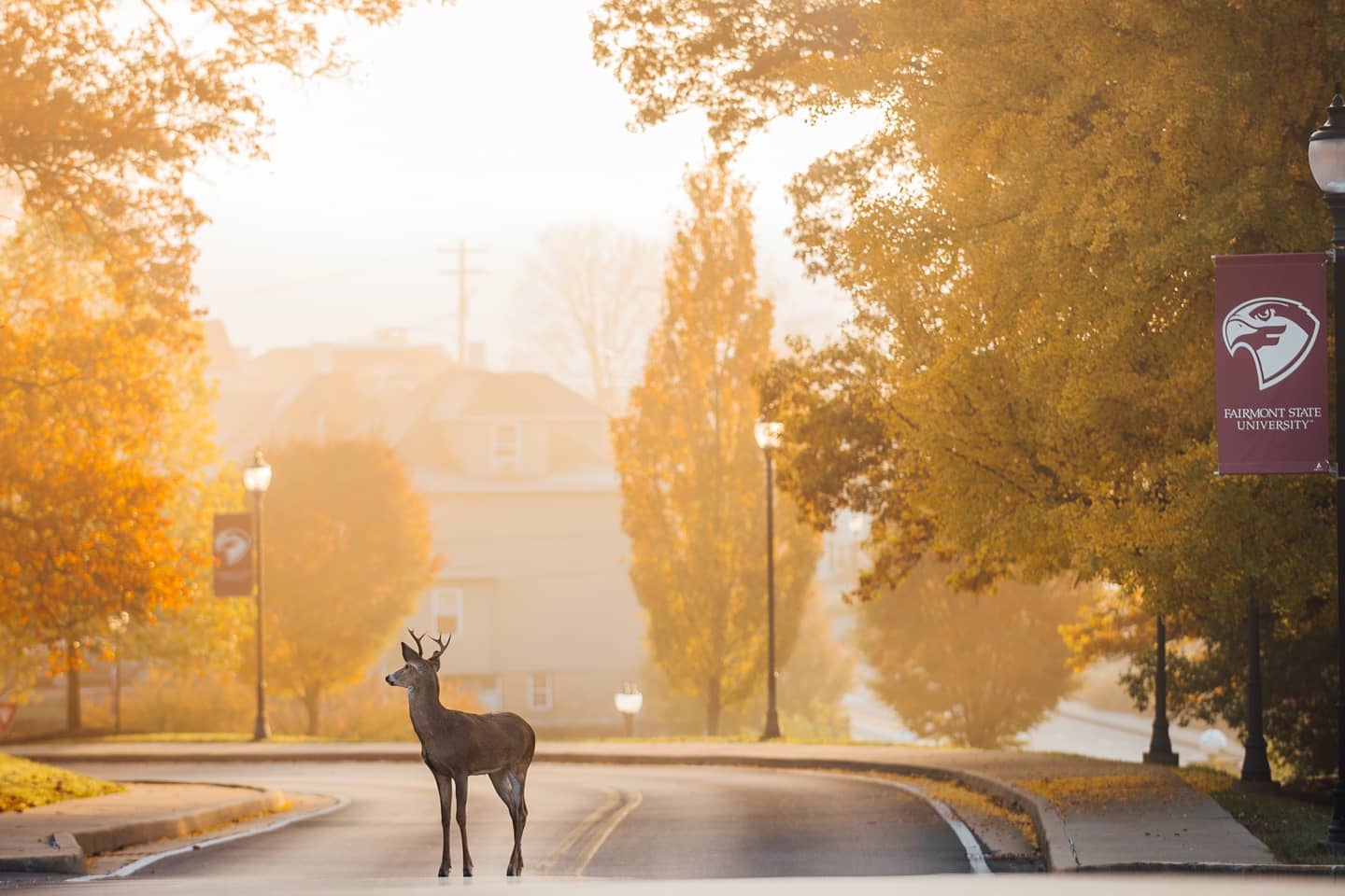 A horned, whitetail deer stands in the center of campus in the early morning light, which glows with a soft gold hue.